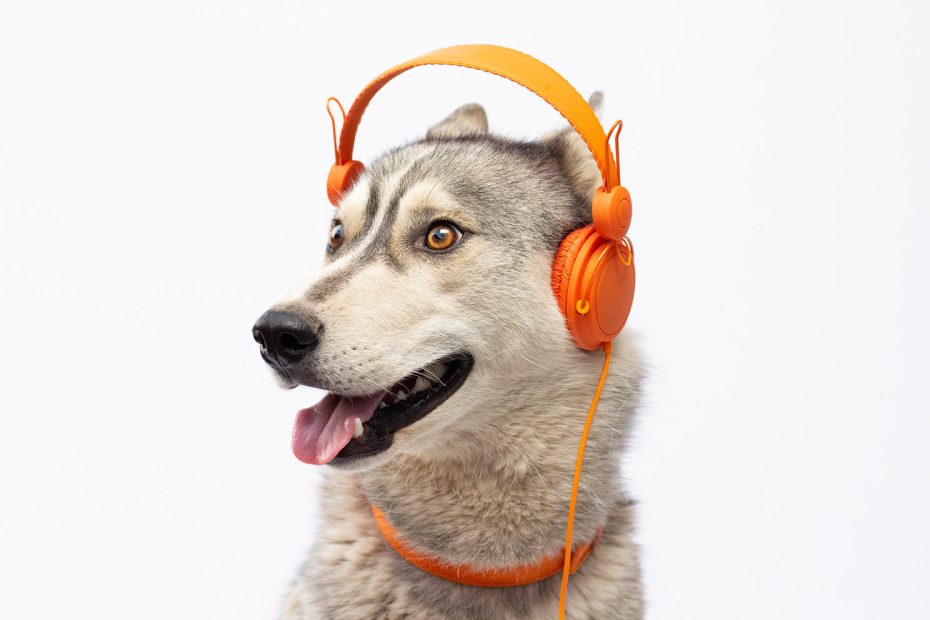 Podcasts santé animale Zoetis